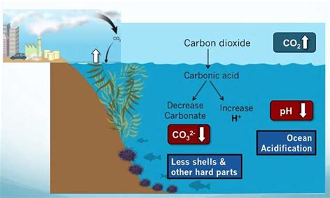 Ocean Acidification | Shanice