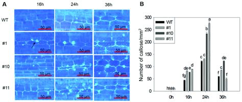 Callose deposition in sheath cells. (A) The pictures showing deposited... | Download Scientific ...