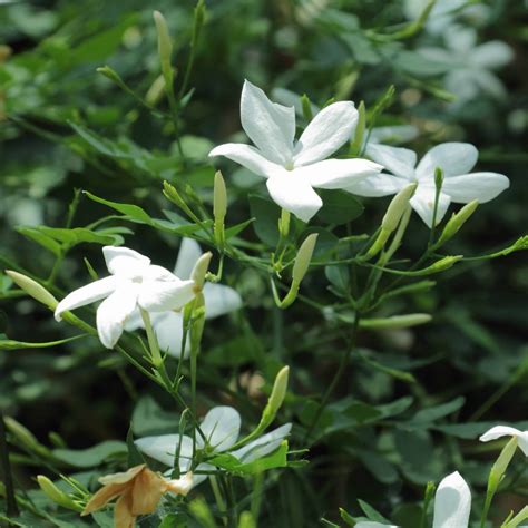 How to Make Exotically Scented Jasmine Tea at Home