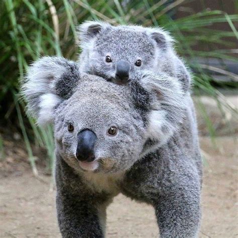 So cute . Follow us @koala.lifee . TAG a friend who loves Koalas COMMENT this adorable photo ...