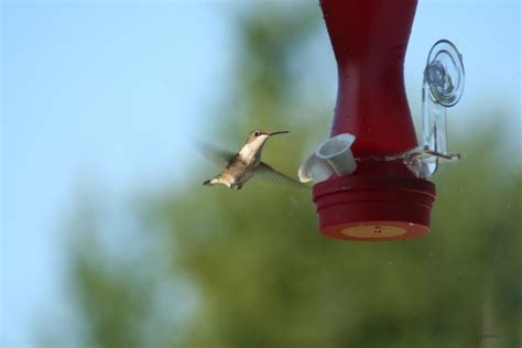Free Images : hand, water, nature, wing, window, fly, red, hummingbird, drinking, finch, macro ...
