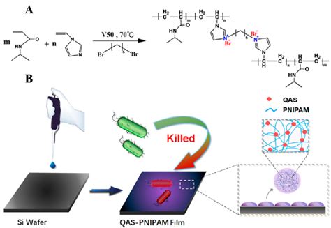 (A) Synthesis of QAS-PNIPAM microgels. (B) Schematic of the preparation ...