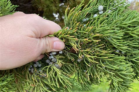 Are Juniper Berries Edible? | Gardener’s Path