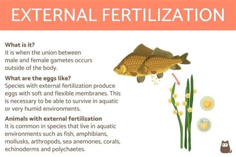 External Fertilization Diagram