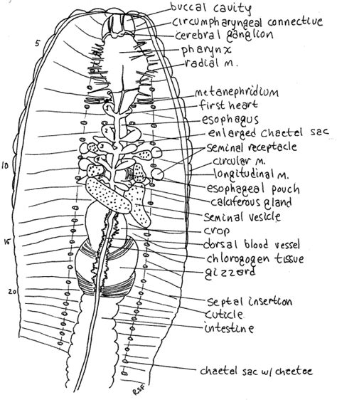 Lumbricus Rubellus Anatomy