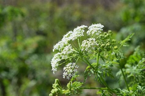 Poison Hemlock: How to Watch Out For This Deadly Plant Spreading in US | Nature World News