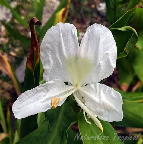 La Flor Mariposa, Hedychium coronarium