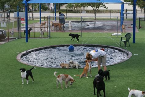 Outdoor Dog Play Area Tips | Pamper Your Pooch like Royalty!