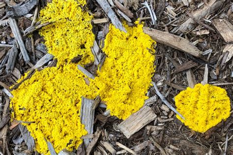 Yellow Fungus On Soil | Mold Or Fungus And Is It Harmful?