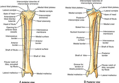 Tibia Anatomy: Bony Landmarks & Muscle Attachment » How To Relief