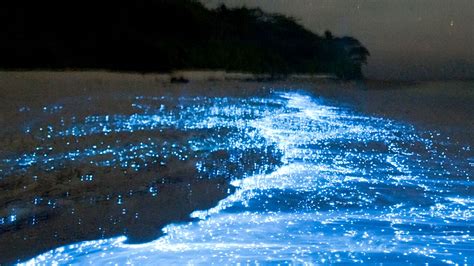 Vaadhoo Sea Of Stars Maldives