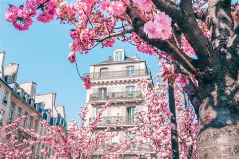 Cherry Blossoms in Paris: When and Where to Find Them - Me & My Travel Bugs