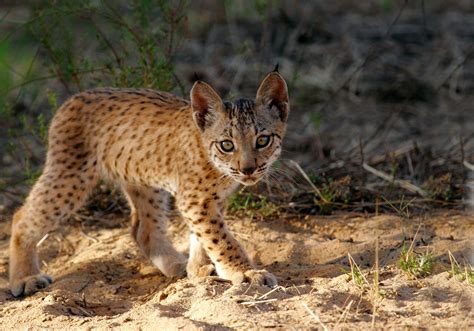 Iberian Lynx Habitat