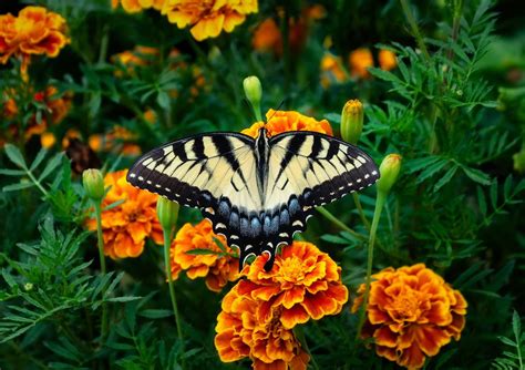 Flowers for May and June Planting in the U.S. - Dengarden