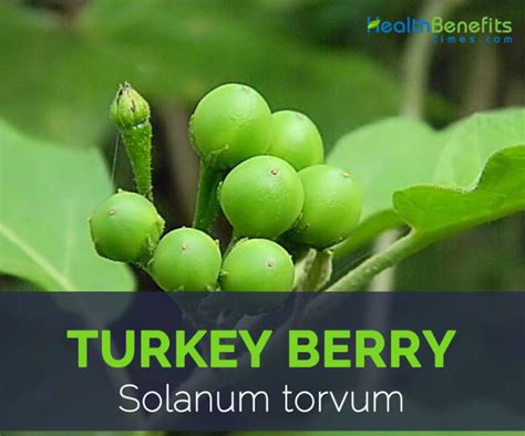 Turkey berry facts and health benefits