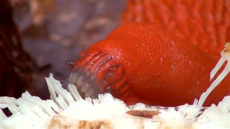 Sea Slug Mouth Stock Footage Video 3513176 - Shutterstock