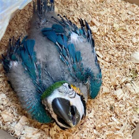 Baby Catalina Macaw Parrots For Sale - EXOTIC PARROTS FARM