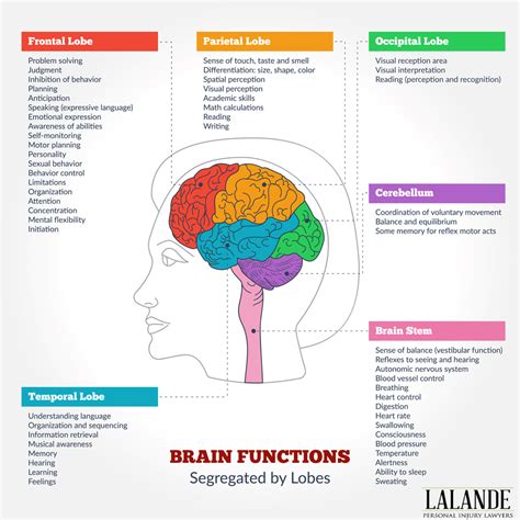 What is the Occipital Lobe & What Does it do? - Hamilton's Brain Injury ...