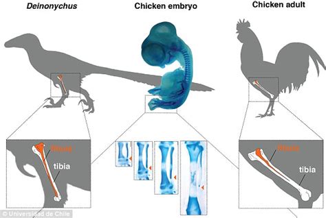 Scientist grow a dinosaur leg on a CHICKEN in 'reverse evolution ...