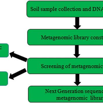 1 Flow diagram showing different steps involved in soil metagenomic ...