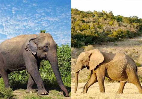 African vs Asian Elephants: 14 Key Differences Compared | Storyteller ...