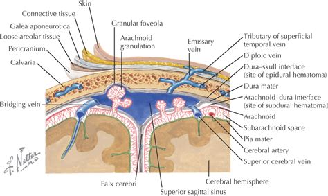 5: Scalp and Muscles of Facial Expression | Pocket Dentistry