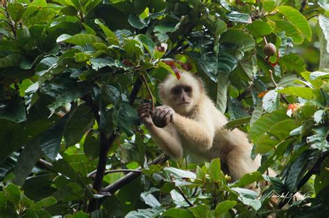 The Role Wildlife Play In Forests of Trinidad and Tobago - Cari-Bois Environmental News Network