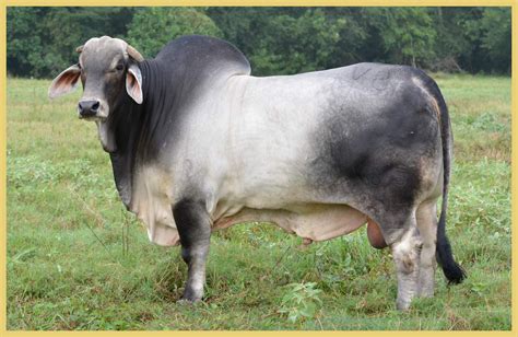 Brahman Cattle – Butler Farms – Home of Great Cebu and Angus Cattle | Cattle, Animals, Brahman