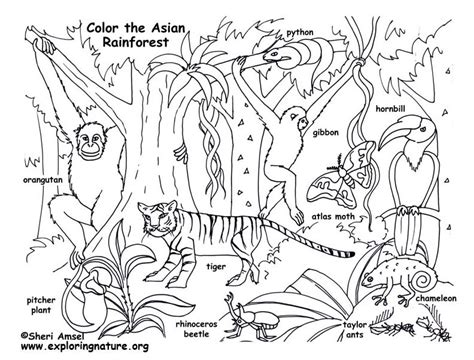 Free Printable Coloring Pages Rainforest