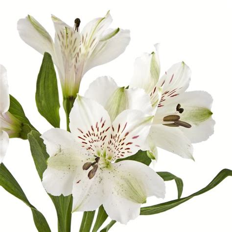 Wholesale Alstroemerias, White Peruvian Lilies in Bulk (80 White ...