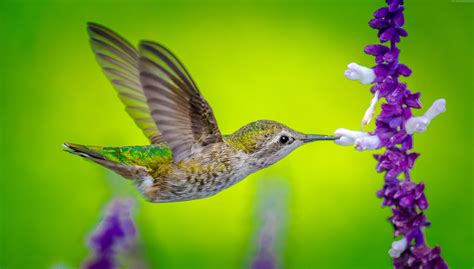 Green, yellow and gray hummingbird HD wallpaper | Wallpaper Flare