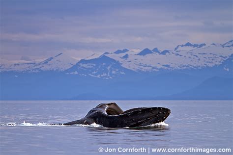 Humpback Whale Feeding 3 Photo, Picture, Print | Cornforth Images