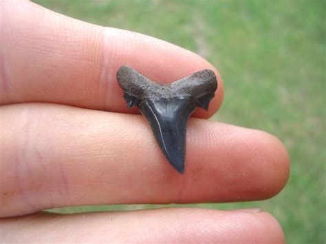 Choice Mackerel Shark Tooth | Recently Sold | FOSSILS | Prehistoric Florida