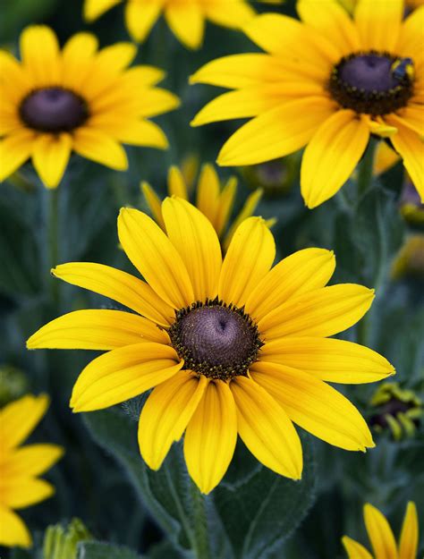 Black-eyed Susan | Description & Facts | Britannica