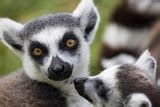 Madagascar in Depth | Intrepid Travel NL