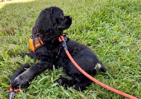 9 Best Dog Leashes - Top Picks & Buying Guide - WAF