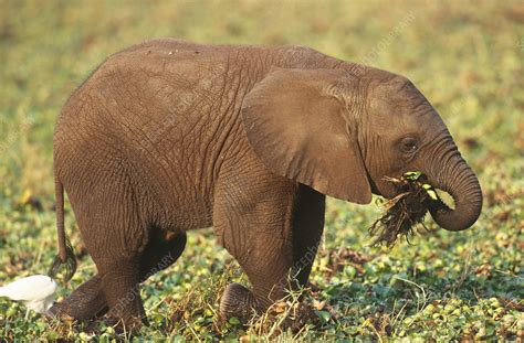 Young African Elephant Calf - Stock Image - C014/3151 - Science Photo ...