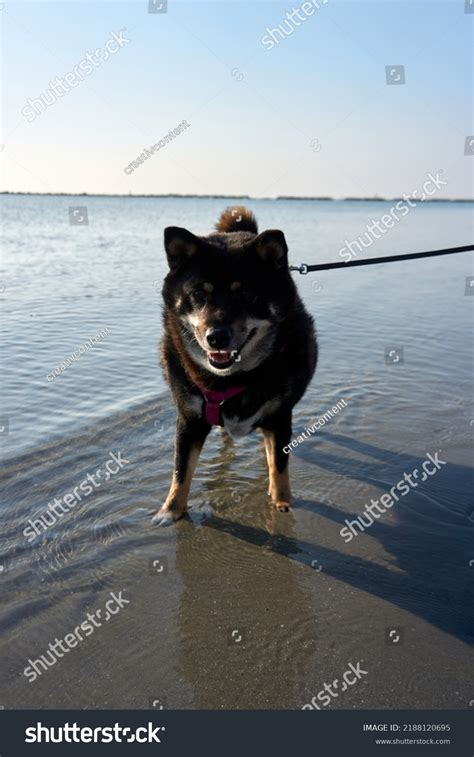 Black Tan Shiba Inu Stands Sea Stock Photo 2188120695 | Shutterstock