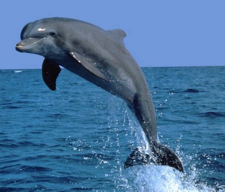 LETTER: Save the Bottlenose Dolphins : Cape Charles Wave