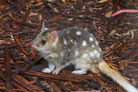 Monotremes | Australian Wildlife Journeys