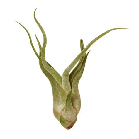 Caput-Medusae Air Plant | Plant Addicts