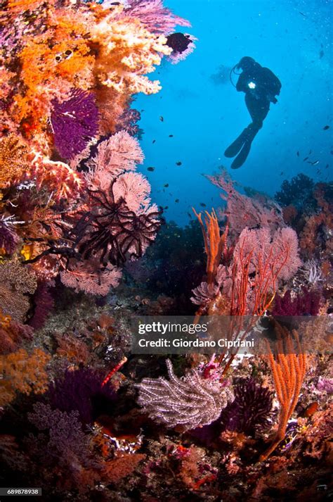 Marine Life Of Raja Ampat West Papua Indonesia High-Res Stock Photo - Getty Images