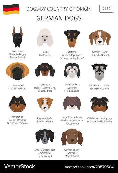 Dogs country origin german dog breeds Royalty Free Vector