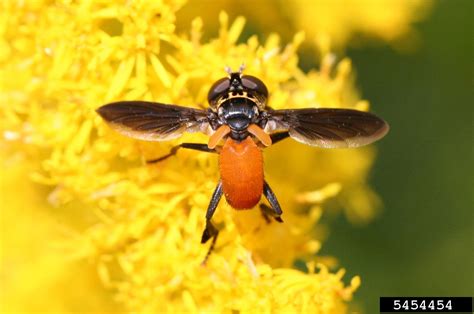 Tachinid flies (Family Tachinidae)