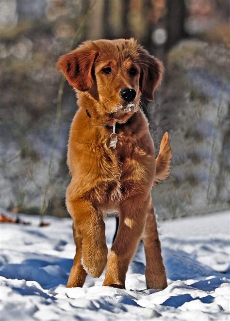 How To Train Your Golden Retriever To Hunt – Golden Hearts