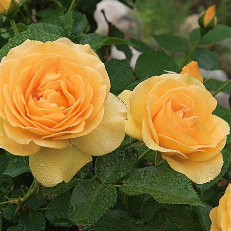 hybrid tea roses plants wholesale #Hybridtearoses | Hybrid tea roses ...