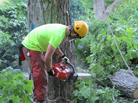 arborist_services - Maine Tree Solutions