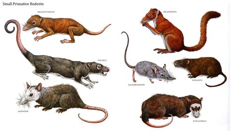 Health and Prudence | Prehistoric animals, Rodents, Animal posters