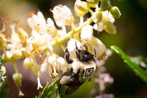 How A Popular Pesticide Impairs Bumblebee Behavior | KJZZ