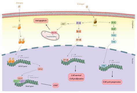 Estrogen Receptor Signaling Pathway